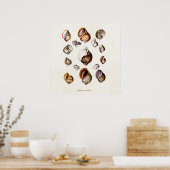  zeeluiken Aangepaste restantschil Poster (Keuken)