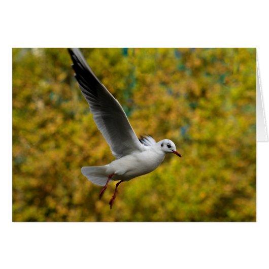 zeemeeuw (Voorkant Horizontaal)