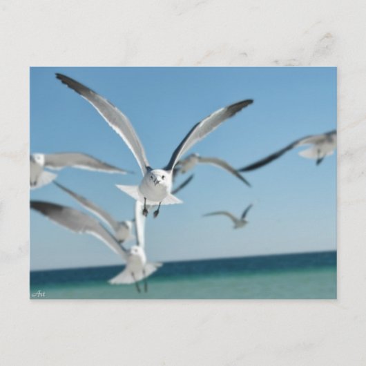 zeemeeuw 3 briefkaart (Voorkant)