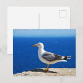 Zeemeeuw bij de strand briefkaart (Voorkant / Achterkant)