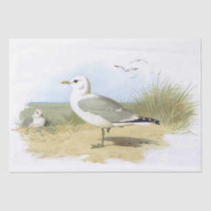 zeemeeuw Bird Beach Grass Ocean Seaside Tissuepapier
