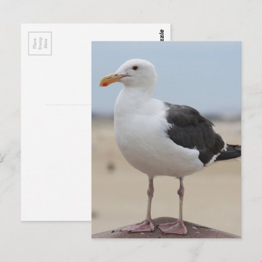 Zeemeeuw Briefkaart (Voorkant / Achterkant)