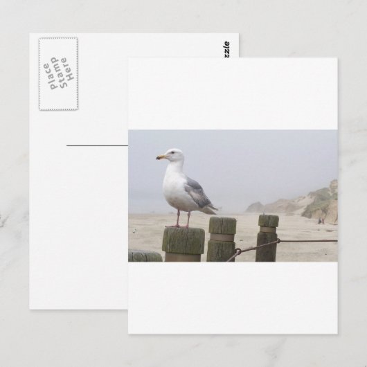 zeemeeuw briefkaart (Voorkant / Achterkant)
