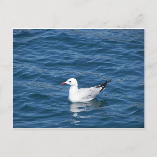 zeemeeuw briefkaart (Voorkant)