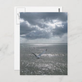 zeemeeuw briefkaart (Voorkant / Achterkant)