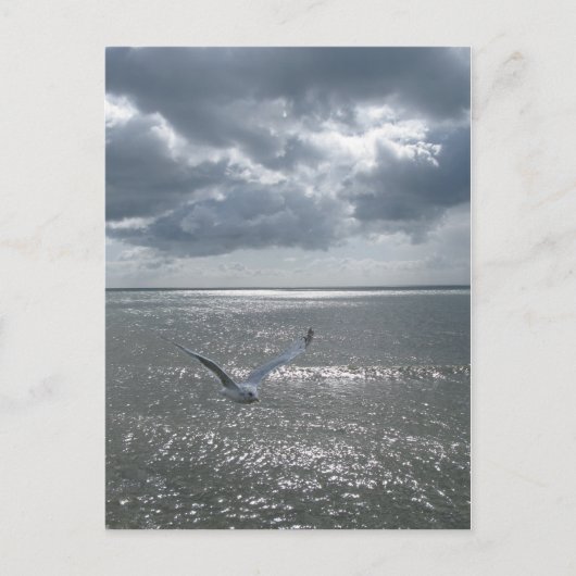 zeemeeuw briefkaart (Voorkant)