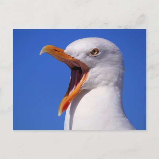 zeemeeuw briefkaart (Voorkant)