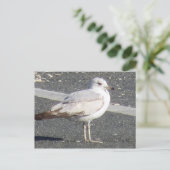 zeemeeuw briefkaart (Staand voorkant)
