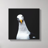 zeemeeuw canvas afdruk (Voorkant)