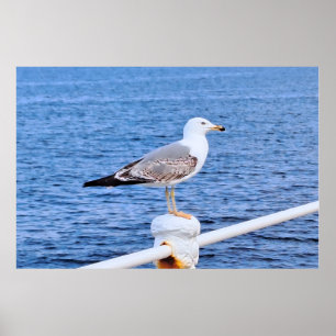 Zeemeeuw Constanta Roemenië – Zwarte Zee-fotografi Poster