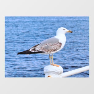 Zeemeeuw Constanta Roemenië – Zwarte Zee-fotografi Raamsticker