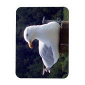 Zeemeeuw Horizontale Flexibele Fotomagneet Magneet (Verticaal)