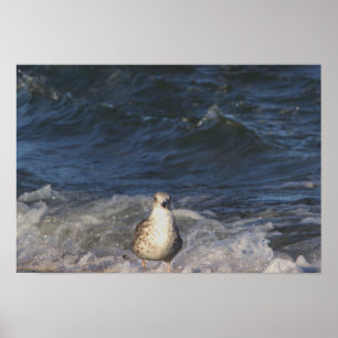 Zeemeeuw in het Poster van de Oceaan