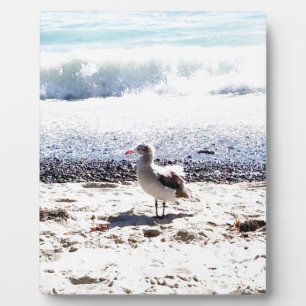 zeemeeuw langs de oceaan op het strand afbeelding fotoplaat