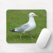 Zeemeeuw loopt in het Park Muismat (Met muis)
