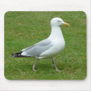 Zeemeeuw loopt in het Park Muismat