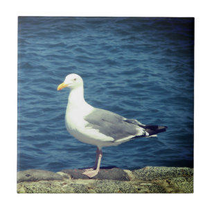 Zeemeeuw op de baai tegeltje