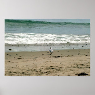Zeemeeuw op de strand Shore Poster