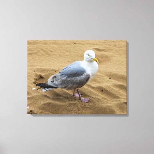 Zeemeeuw op een zandstrand canvas print (Voorkant)