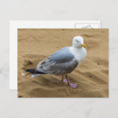 Zeemeeuw op een zandstrand uitzicht briefkaart (Voorkant / Achterkant)