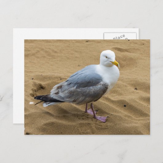 Zeemeeuw op een zandstrand uitzicht briefkaart (Voorkant / Achterkant)
