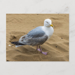 Zeemeeuw op een zandstrand uitzicht briefkaart