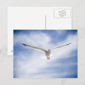 Zeemeeuw vliegen, Marokko Briefkaart (Voorkant / Achterkant)