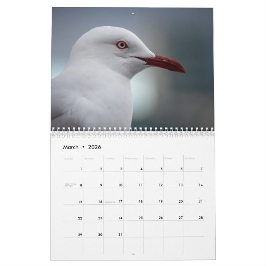 Zeemeeuwen 2026 kalender (Mar 2026)
