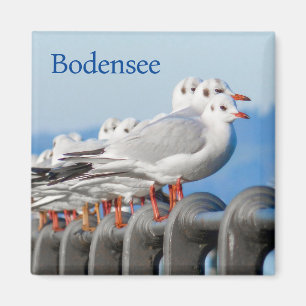 Zeemeeuwen aan het Bodenmeer Magneet