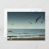 Zeemeeuwen Brighton Briefkaart (Voorkant / Achterkant)