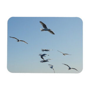 Zeemeeuwen die vliegen met blauwe lucht Relaxerend Magneet