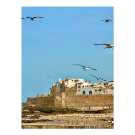 Zeemeeuwen en de stad. - Essaouira, Marokko Foto Afdruk