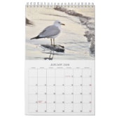 Zeemeeuwen en Strandvogellandschap Fotokalender Kalender (Jan 2026)