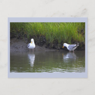 Zeemeeuwen Foto Ansichtkaart Briefkaart
