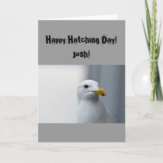 Zeemeeuwen Happy Hatching Birthday Kaart (Voorkant)