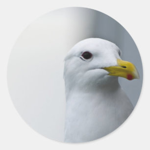 Zeemeeuwen hebben ook liefde nodig ronde sticker