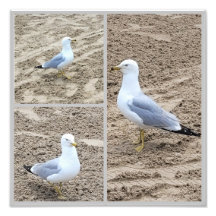 Zeemeeuwen op het strand