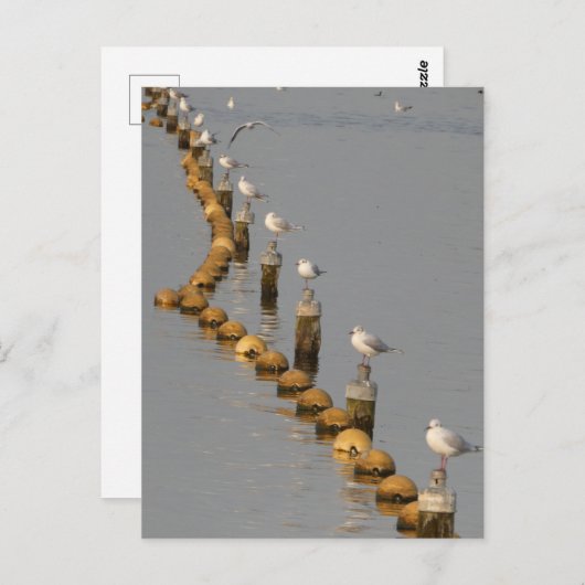 Zeemeeuwen op Polen DIY Briefkaart (Voorkant / Achterkant)
