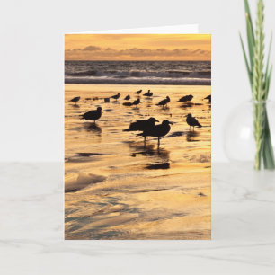 Zeemeeuwen op strand bij zonsondergang kaart