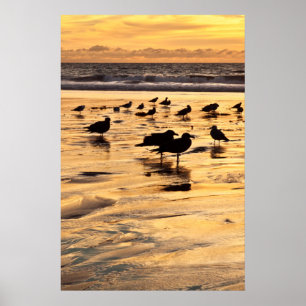 Zeemeeuwen op strand bij zonsondergang poster