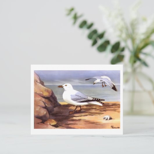 Zeemeeuwen Ornithologie print R E Todhunter Briefkaart (Staand voorkant)