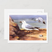  Zeemeeuwen Ornithologie print R E Todhunter Briefkaart (Voorkant / Achterkant)