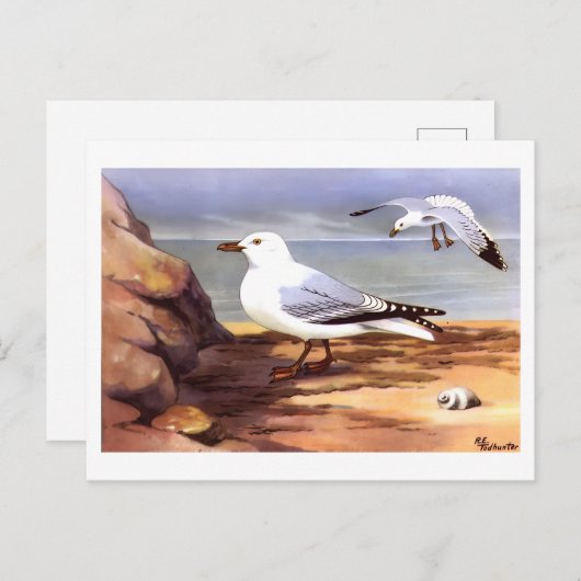 Zeemeeuwen Ornithologie print R E Todhunter Briefkaart (Voorkant / Achterkant)
