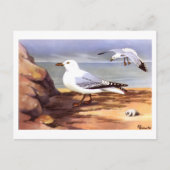 Zeemeeuwen Ornithologie print R E Todhunter Briefkaart (Voorkant)