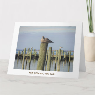 zeemeeuwen, Port Jefferson NY Kaart