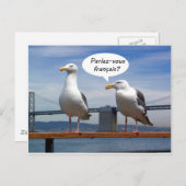 Zeemeeuwen spreken Frans Briefkaart (Voorkant / Achterkant)