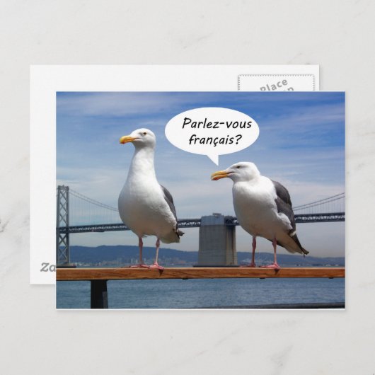 Zeemeeuwen spreken Frans Briefkaart (Voorkant / Achterkant)