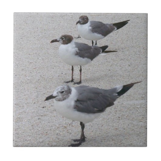 Zeemijlen op de strand tegeltje (Voorkant)