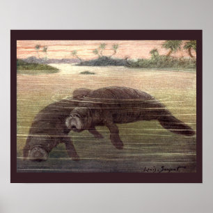 Zeeoeien of Zeekoeien, Zeezoogdieren Poster
