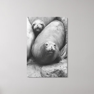 zeeolifanten canvas afdruk